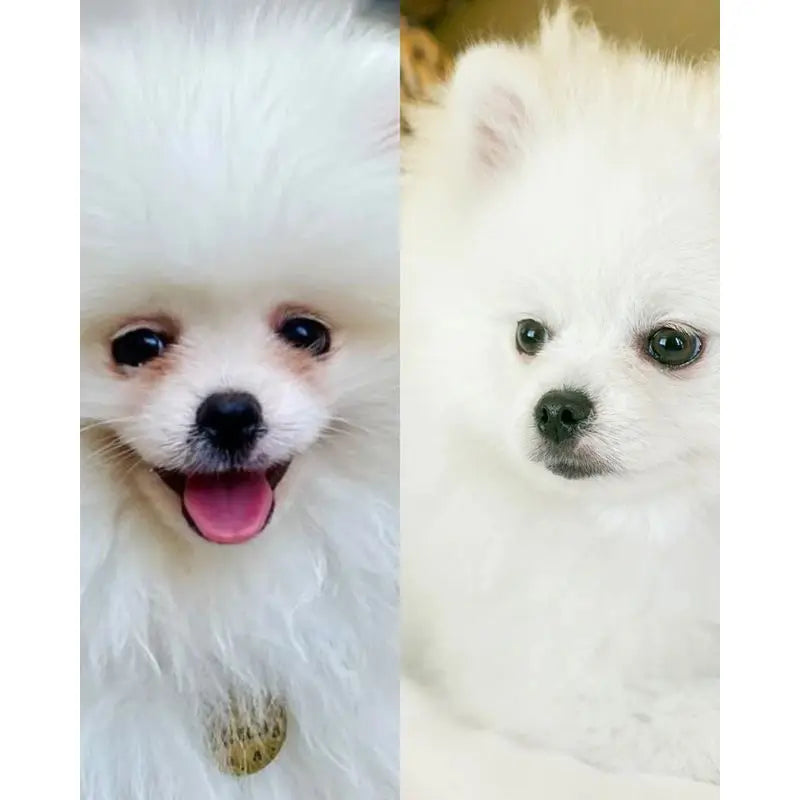 Masco Beauty Nettoyant pour les yeux pour chiens, 30ml