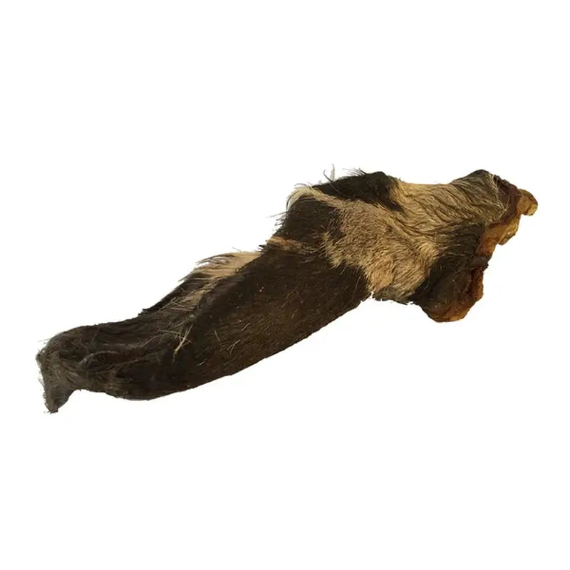 Oreille de bœuf Puromenu, 1 pièce